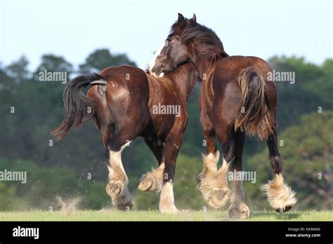 Bay shire horse hi-res stock photography and images - Alamy