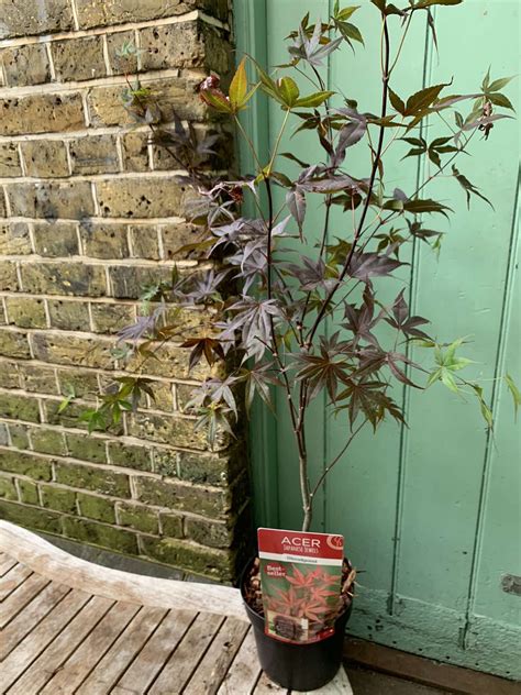 Acer palmatum ‘Bloodgood’ – Kew Gardener