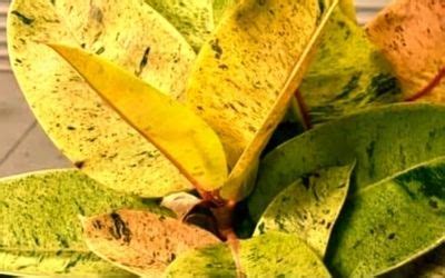 Ficus Shivereana: The Exotic Plant with Many Care Tips | Ficusplant