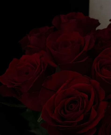 Pin by Markéta Kozelková on red love in 2024 | Dark red roses, Flower ...