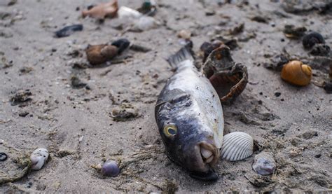 La Pesca Y El Calentamiento Global