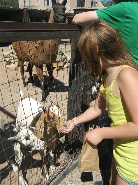 Visit Farm Animals with the Kids