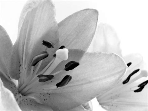 Black And White Lilies Photograph By Marianna Mills Fine Art America