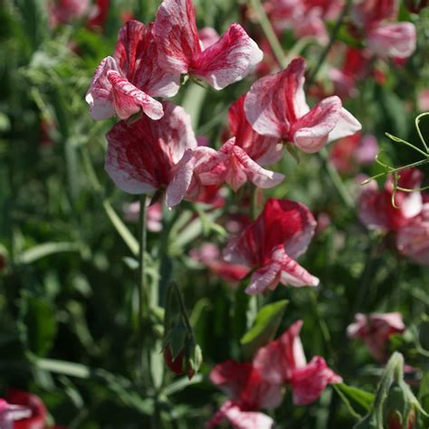 Amazon Outsidepride 100 Seeds Annual Lathyrus Odoratus Old Spice