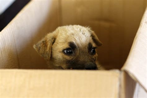 Corea Del Sur Proh Be El Consumo De Carne De Perro A Partir De