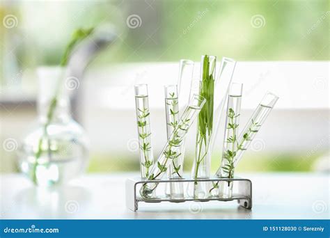 Tubos De Ensayo Con Las Plantas En Tenedor En La Tabla Foto De Archivo