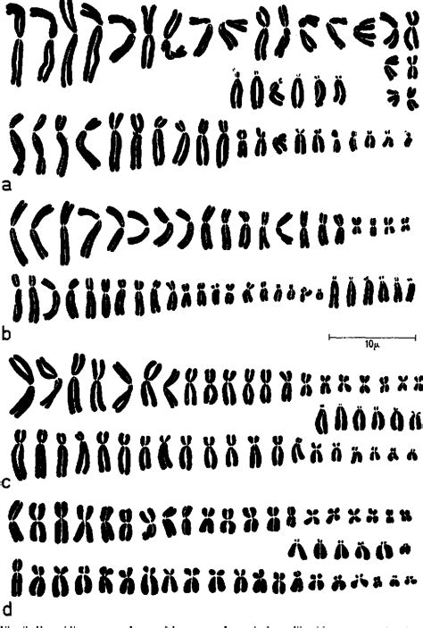 Figure 2 from THE CHROMOSOME NUMBER OF MAN | Semantic Scholar