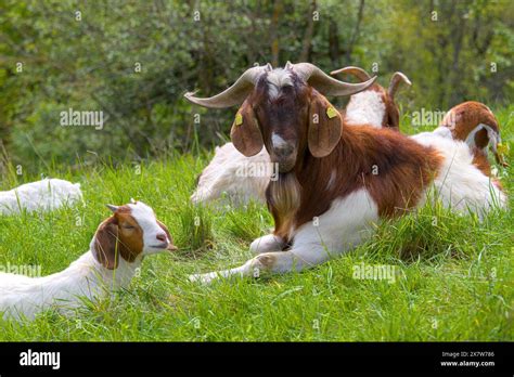 A Billy Goat With Big Horns With Its Herd And Goatling In The Meadow