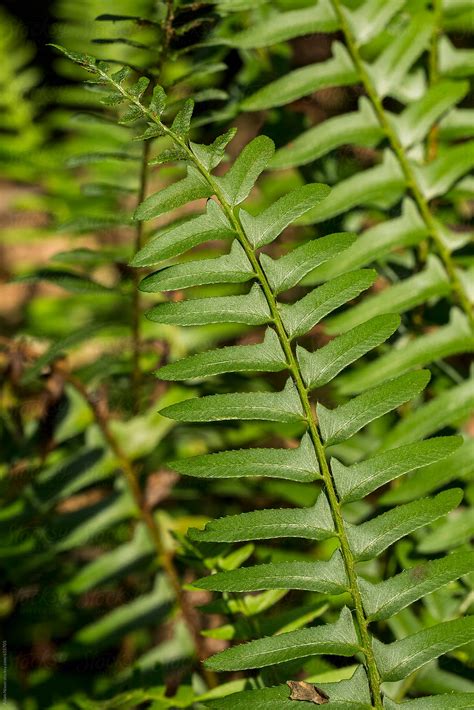 "Fern Plant" by Stocksy Contributor "Adam Nixon" - Stocksy