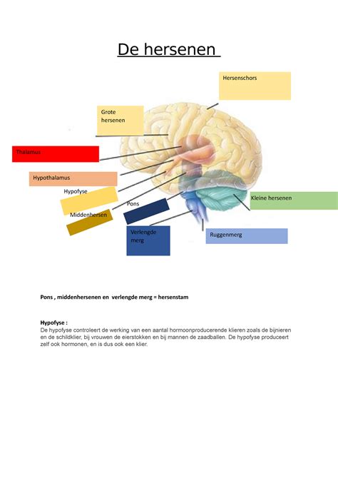 De Hersenen De Hersenen Hersenschors Grote Hersenen Thalamus