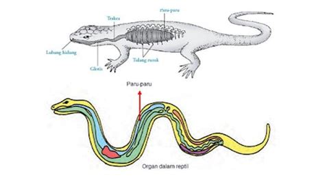 Detail Gambar Sistem Pernapasan Pada Hewan Koleksi Nomer