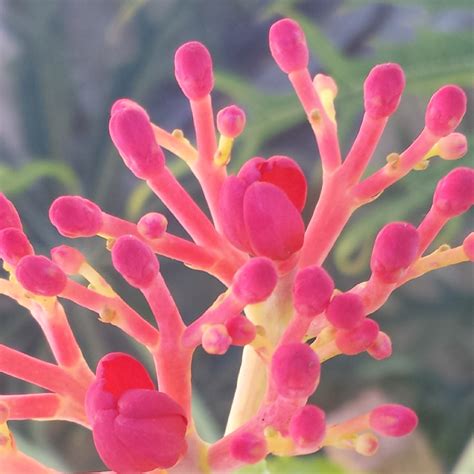 Jatropha Multifida Coral Flower In GardenTags Plant Encyclopedia