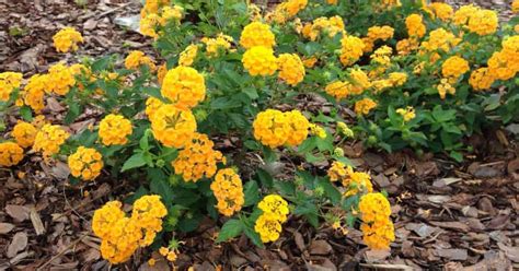 Son Las Lantanas Buenas Cubiertas Para El Suelo Mis Plantas