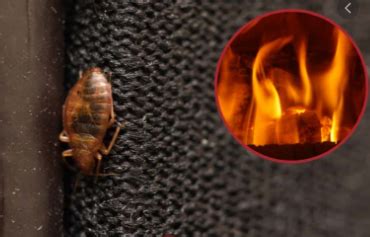 How To Kill Bed Bugs With Heat Treatment Does It Work