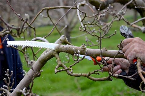 Potatura Del Melo La Guida Precisa Di Come Effettuarla