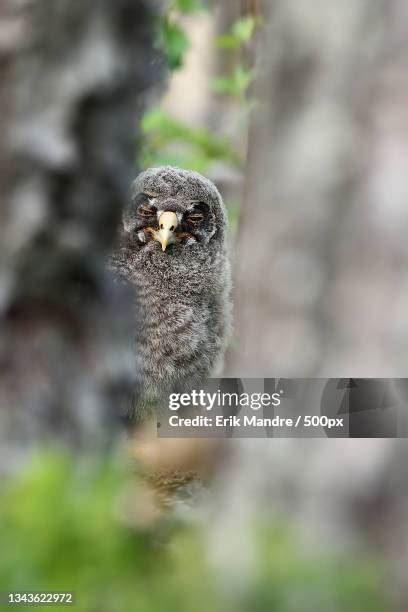 13 Baby Owl Sleeping Stock Photos, High-Res Pictures, and Images - Getty Images