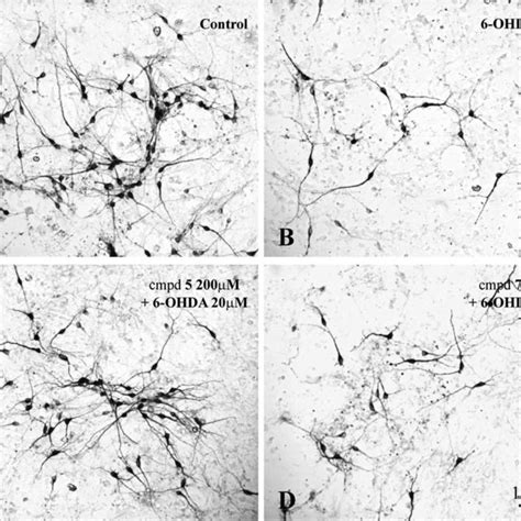 Photomicrographs Of Representative Th Immunoreactive Ir Neurons