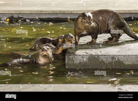 Singapore 12th May 2024 Smooth Coated Otter Pups Learn To Swim In A