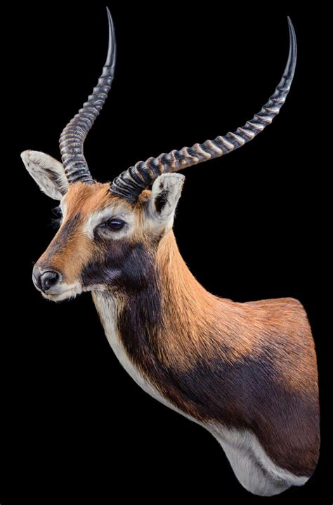 LECHWE Taxidermy South Africa | Get LECHWE Trophy Quote