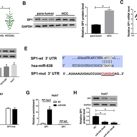 A Schematic Diagram Of The Mir Sp Axis In Hcc Development