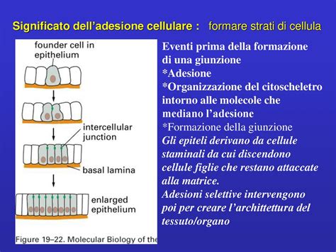 Adesione E Giunzioni Cellulari Ppt Scaricare