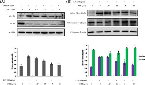 Effect Of DHT On Activation Of NF KB Pathway In LPS Stimulated RAW264 7