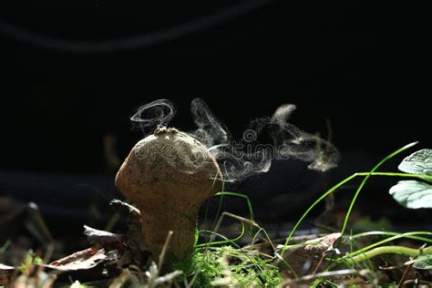 Puffball fungus spores stock image. Image of fungi, brown - 61528087