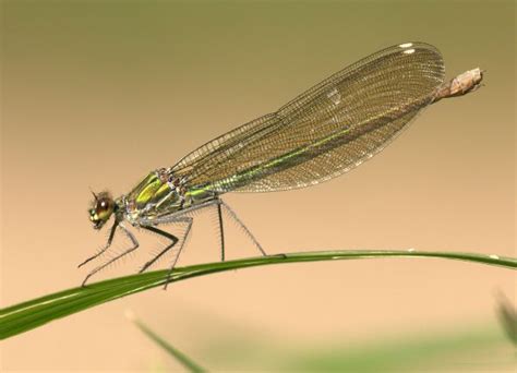 Free Images Dragonfly Insect Dragonflies And Damseflies Hawker