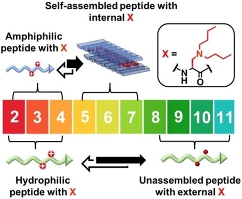 Selfassembling Peptides With Internal Ionizable Unnatural Amino Acids