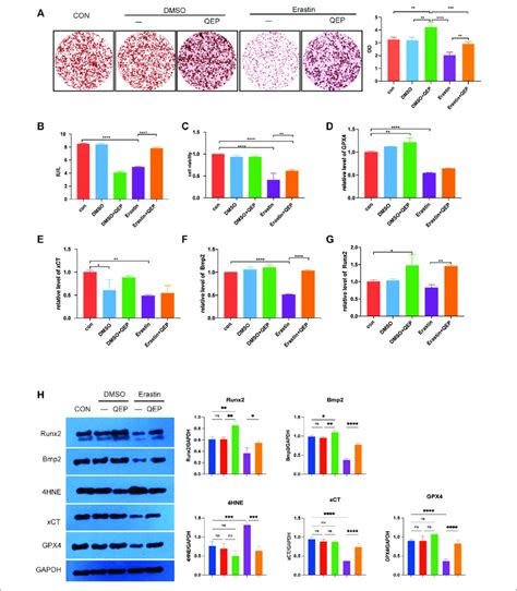 Effect Of QEP On Osteogenic Induction And Ferroptosis In HFOB 1 19