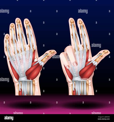 Anatom A De La Mano M Sculos Estructura Movimiento De Los Huesos