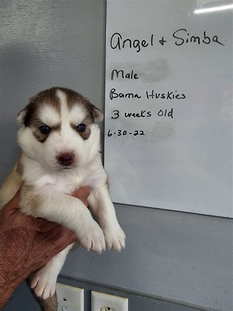 Angels Husky Puppies 3 Weeks Old Siberian Husky Puppies For Sale