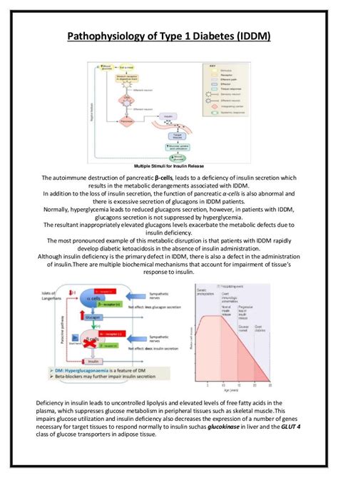 Type 1 Diabetes Pathophysiology