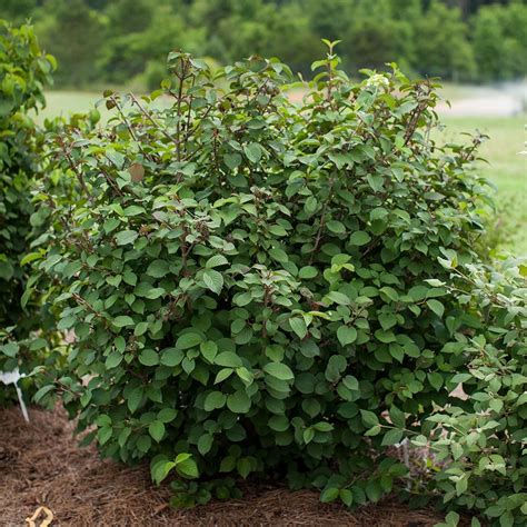 Viburnum plicatum Opening Day™ | White Flower Farm