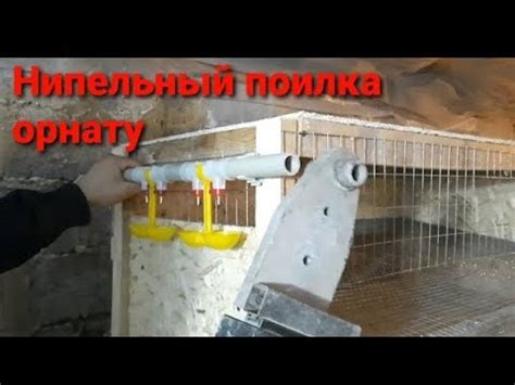 Ниппельный поилка орнату / установка нипельных поилок для перепелок ...