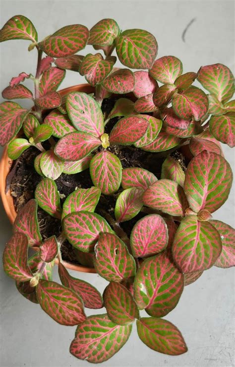 Fittonia Albivenis Nerve Plant Mosaic Silver Threads Orange Bushy