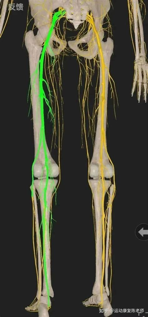 【锐博康复科普】【坐骨神经痛】腿疼腿麻，屁股里面隐隐作痛？ 知乎