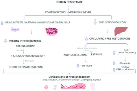 Insulin Resistance And Development Of Polycystic Ovary Syndrome