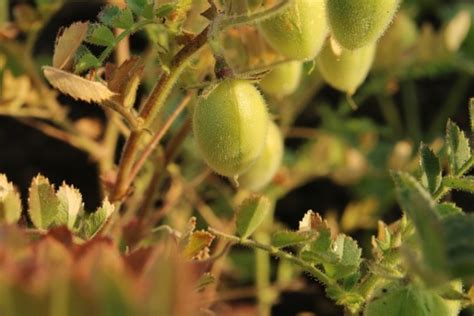 Cultivo Del Garbanzo│guía Para La Siembra Rkd Pivot