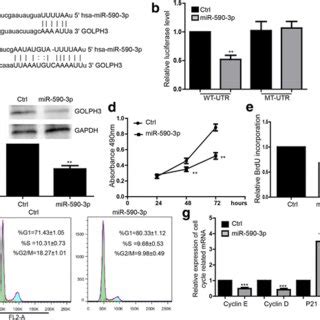 Golph Regulates Cell Proliferation And Cell Cycle A Mts Assay Showed