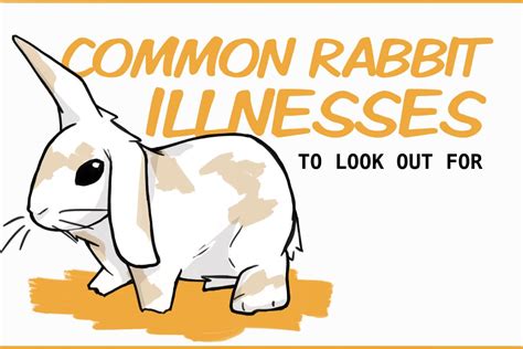 Common Rabbit Illnesses And Their Symptoms