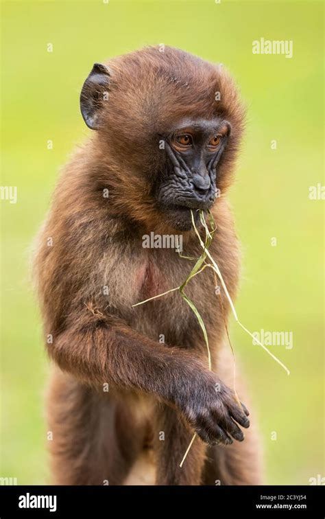 Gelada Baboon Theropithecus Gelada Beautiful Ground Primate From