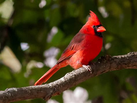 🔥 [68+] Cardinal Bird Wallpapers | WallpaperSafari