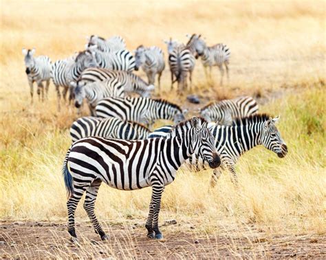 Herd of Grevy s Zebra stock image. Image of park, mammal - 70933995