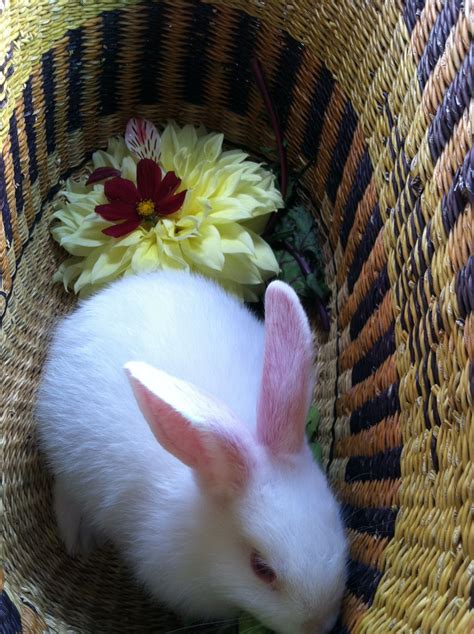 White New Zealand Rabbit Female Baby Pet Female Rabbit New Zealand