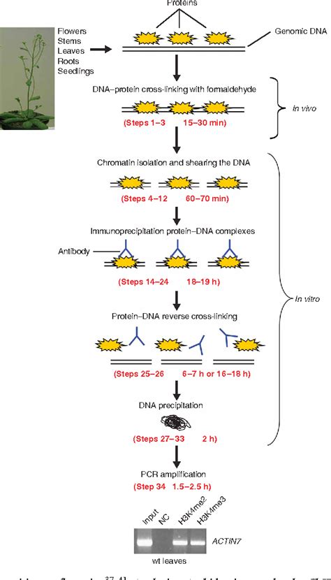 An Efficient Chromatin Immunoprecipitation Chip Protocol For Studying