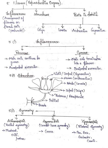 Morphology Of Flowering Plants Biology Handwritten Notes Shop