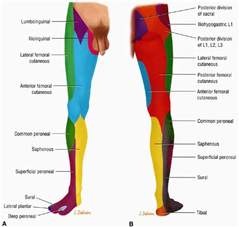 Lower Extremity Peripheral Nerve Distribution