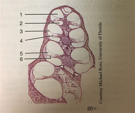 Photomicrographs Of The Cochlea And Spiral Organ Of Corti Part