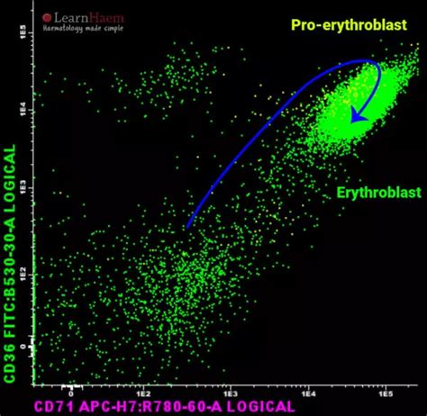 Normal Erythroid Maturation LearnHaem Haematology Made Simple